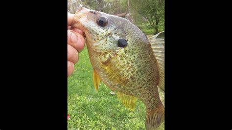 Pond Fishin For Bluegill And Redear Sunfish Youtube