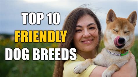 Top 10 Friendly Dog Breeds Dogs World Youtube