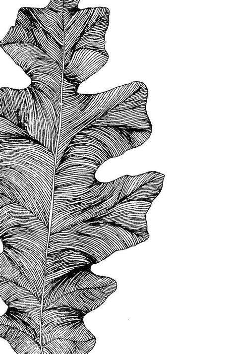 Fig Leaf Art Print Modern Boho Wall Art Fig Leaf Etsy Leaves Sketch