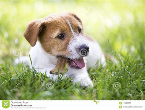 Happy Dog Puppy Chewing Bone Stock Photo Image Of Nature