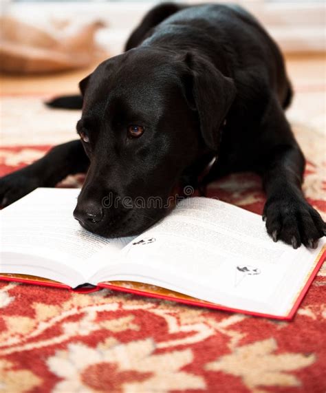 Dog Reading Stock Photo Image Of Book Intelligence 19871042