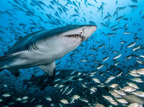 You will easily download the famous computers wallpapers for. Ocean Underwater World Shark Fish Water Beautiful Hd ...