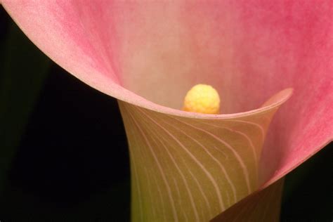 Pink Curves Into The Heart Of A Gorgeous Pink Calla Lily Michael