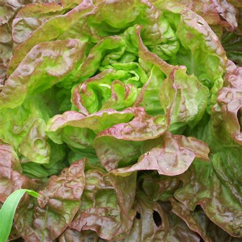 Sachet De Semences Biologiques Laitue Merveille Des Quatre Saisons