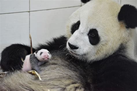 Panda China Sichuan Night Launches Inaugural China Giant Panda