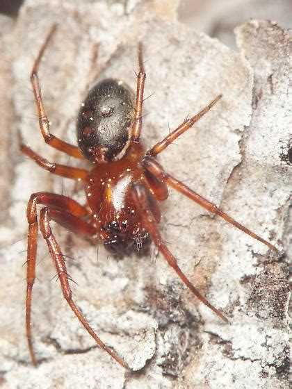 Unknown Spider Hypsosinga Rubens Bugguidenet