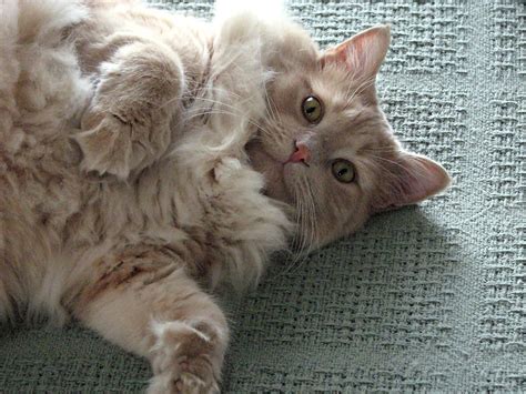 Cat Free Stock Photo Closeup Of A Light Orange Cat Lying On Its