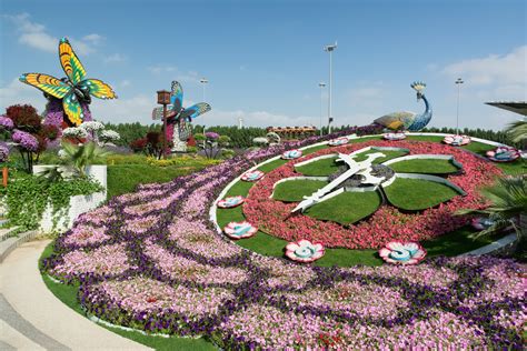 Dubai Butterfly Garden Dubai How To Reach Best Time And Tips