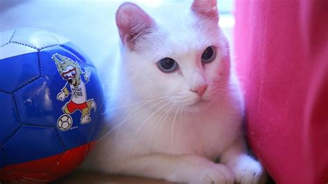 achilles the cat trains mind and body for role as world cup psychic