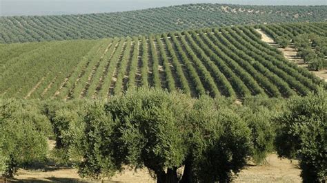 Super Intensive Olive Crops Olive Grove In Hedge Agromillora