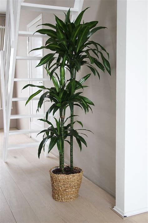 There are many different ways in which you can decorate with such features. | 1000 in 2020 | Tall indoor plants, Plant decor indoor ...