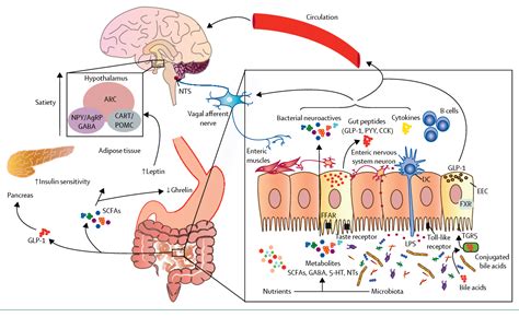 Figure 1 From The Microbiota Gut Brain Axis In Obesity Semantic Scholar