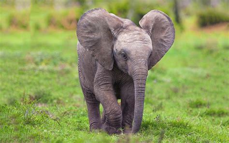 Free Photo Baby African Elephant Africa African