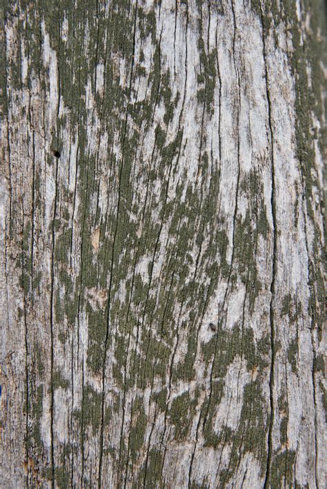 free textures background photo rough old painted wood