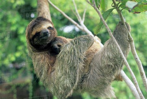 Three Toed Sloth Bradypus Variegatus Mother And Baby Corcovado