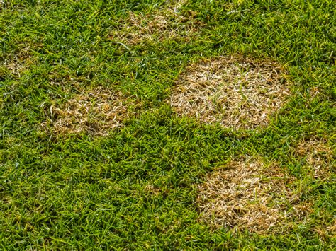 Lawn Turf Diseases To Watch Out For This Winter Seed And Turf