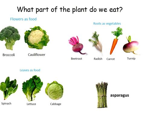We Eat Plants Miss Matthews Kindergarten Class
