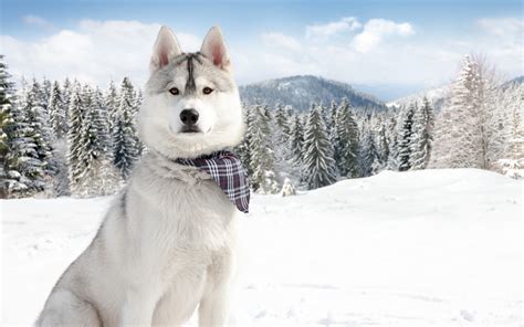 50 Dogs In The Snow Wallpaper On Wallpapersafari