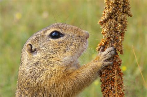 Eating Ground Squirrel Stock Photo Image Of Ecological 60805666