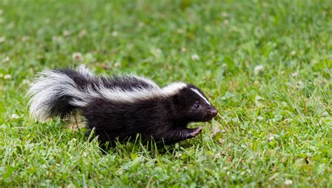 Skunks Rehabilitating Orphan And Injured Wildlife Since 1962