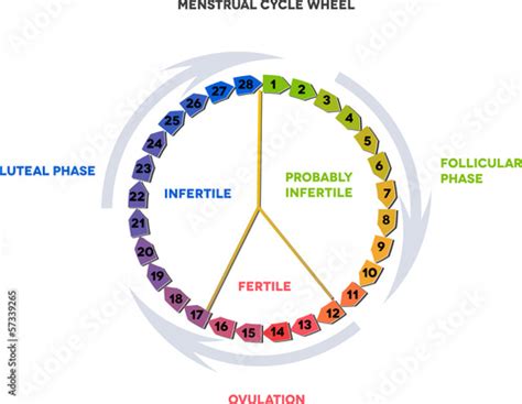 Menstrual Cycle Wheel Avarage Menstrual Cycle Stock 벡터 Adobe Stock