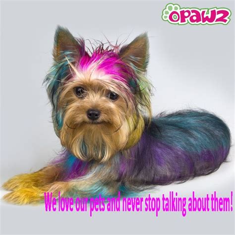 We're setting a new standard for pet health and wellness. opawz.com Supply dog hair dye,pet glitter gel,dog wax,dog ...