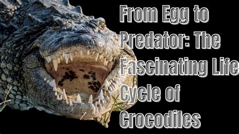 The Life Cycle Of Crocodiles Crocodile Crocodiles Aligators Youtube