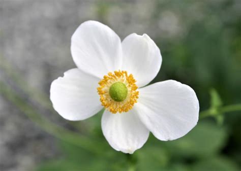 Windflower Anemone Hupehensis Pretty Lady Maria From Hillcrest Nursery