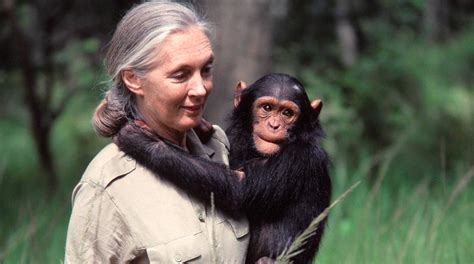 Dr Jane Goodall To Grace Ngamba Island Chimpanzee Sanctuary Silver Jubilee Gcic Uganda