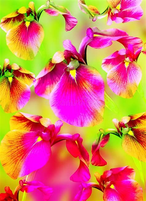 Bright Color Background With Pink Flowers Stock Image Image Of Blur