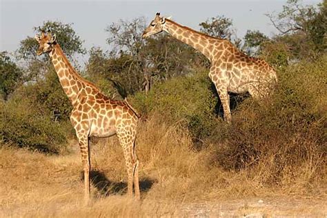 Giraffe Pair Chobe National Park Botswana