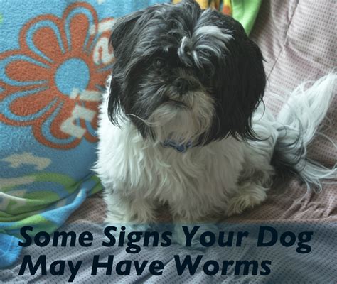 The first symptom that dogs with multicentric lymphoma usually show is swollen lymph nodes. How to Tell if Your Dog Has Worms