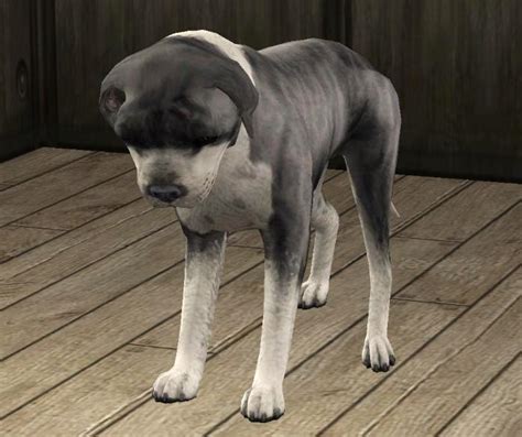 Mod The Sims Blue Brindle Staffordshire Bull Terrier