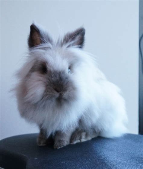 Lionhead Rabbit Breeders In Kentucky Our Lovely Rabbits