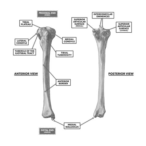 Crossfit Bones Of The Knee