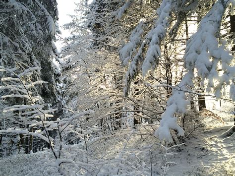 Free Images Landscape Tree Wilderness Branch Snow Sun White