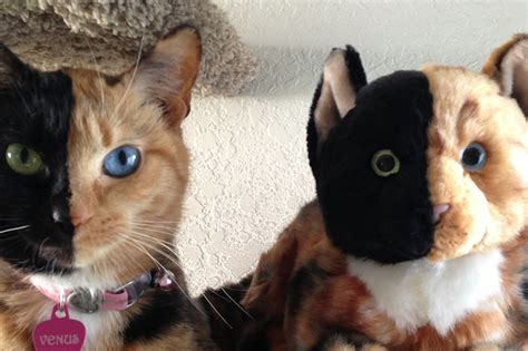 Venus The Chimera Cat Explained By Geneticist The New Republic