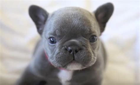The biggest frenchie shop in the world! (VIDEO) This Rare Blue French Bulldog Puppy Will Make You ...