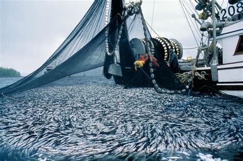 Conservation Win Herring Roe Fishery Suspended Ccira