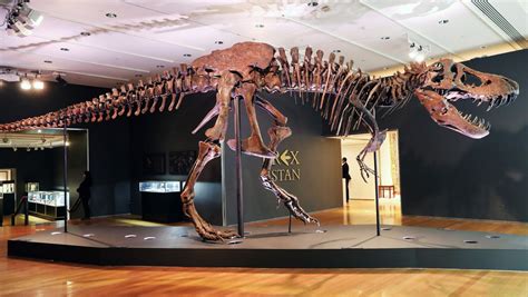 Stan The T Rex Just Became The Most Expensive Fossil Ever Sold Live