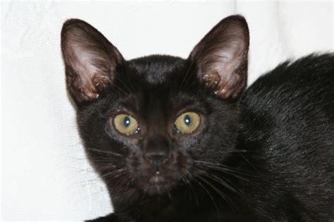 Navigate to the first new classified £40 ovno for sale. Adorable Bombay Female kitten for sale | Wellingborough ...