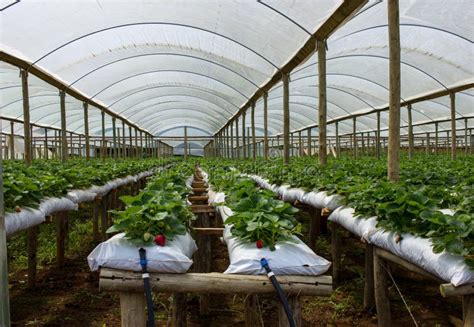 Strawberry Farm Inside Green House Stock Image Image Of Monoculture