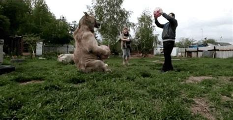 russian couple adopted an orphaned bear cub 25 years ago and they still live together women