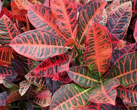 10 House Plants With Red Leaves With Pictures My Little Jungle