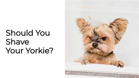 Should You Shave Your Yorkie • Yorkies Gram