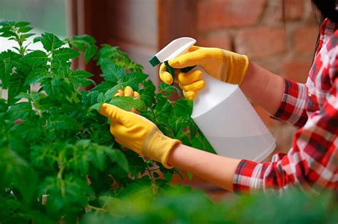 Insecticidas caseros fáciles de preparar para eliminar plagas de tu huerta