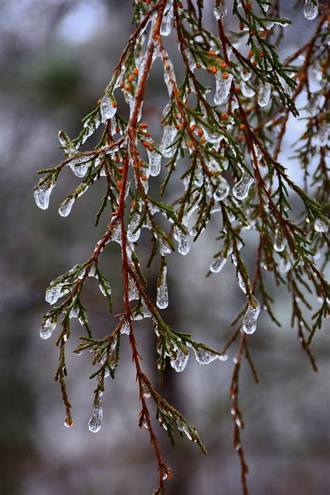 Tears Of Ice Photograph By Lisa Wooten Fine Art America