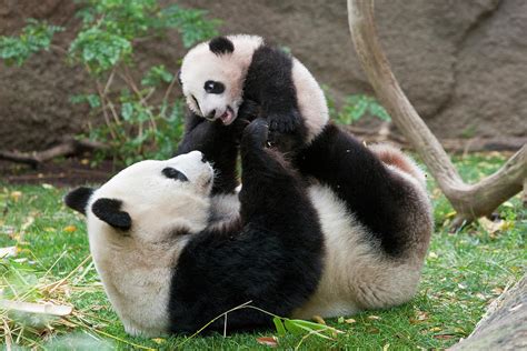 Giant Panda Mama And Cub Photograph By Zssd Fine Art America