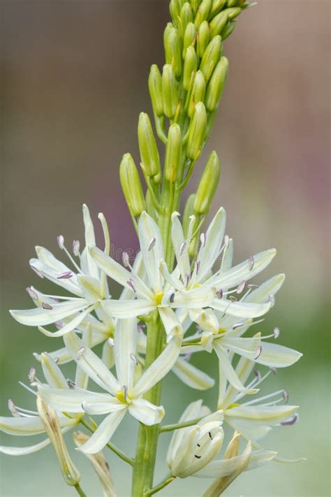 Camassia Camassia Quamash Flower Stock Image Image Of Floral