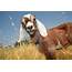 How Long Do Boer Goats Live  Goat Profits Guide